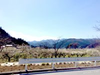 越生梅林 - あるたびのしおり